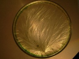 fig 1a carotte conventionnelle