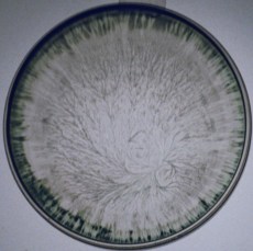 fig 4a infusion aubépine