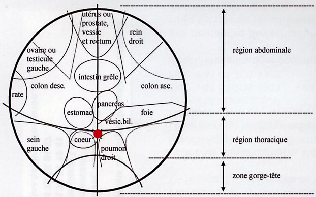 fig 6 distribution organes