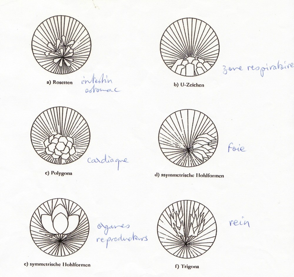 fig 7 formes organiques