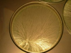 fig 9b lait bio bouilli sur gaz