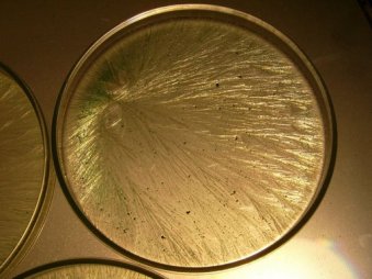 fig 9c lait bio bouilli micro